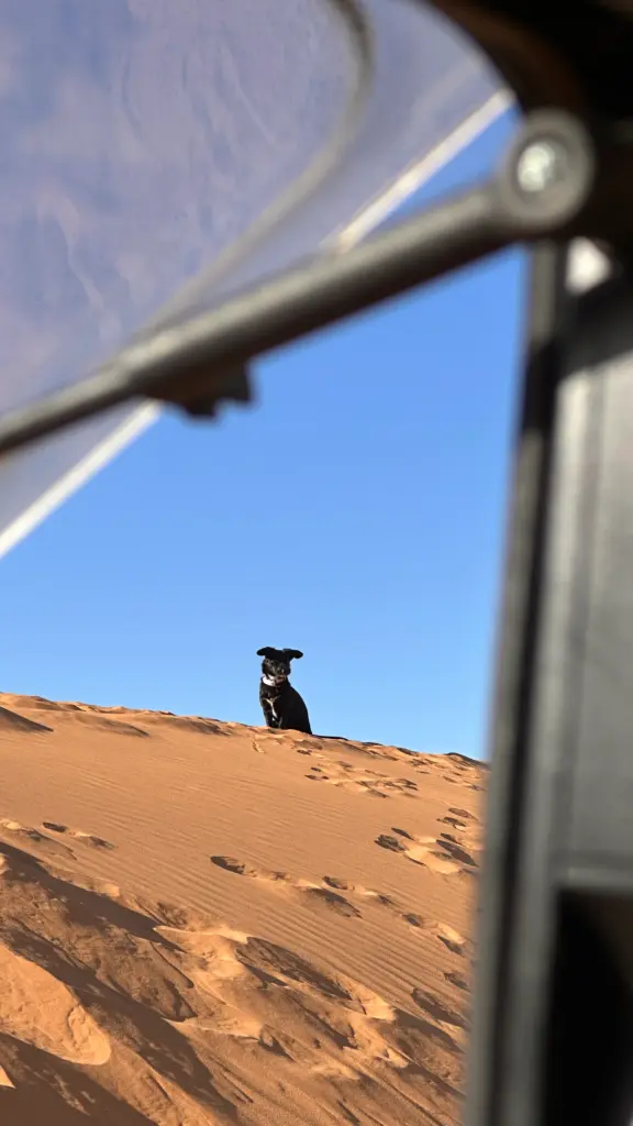 Hund in Marokko auf Düne