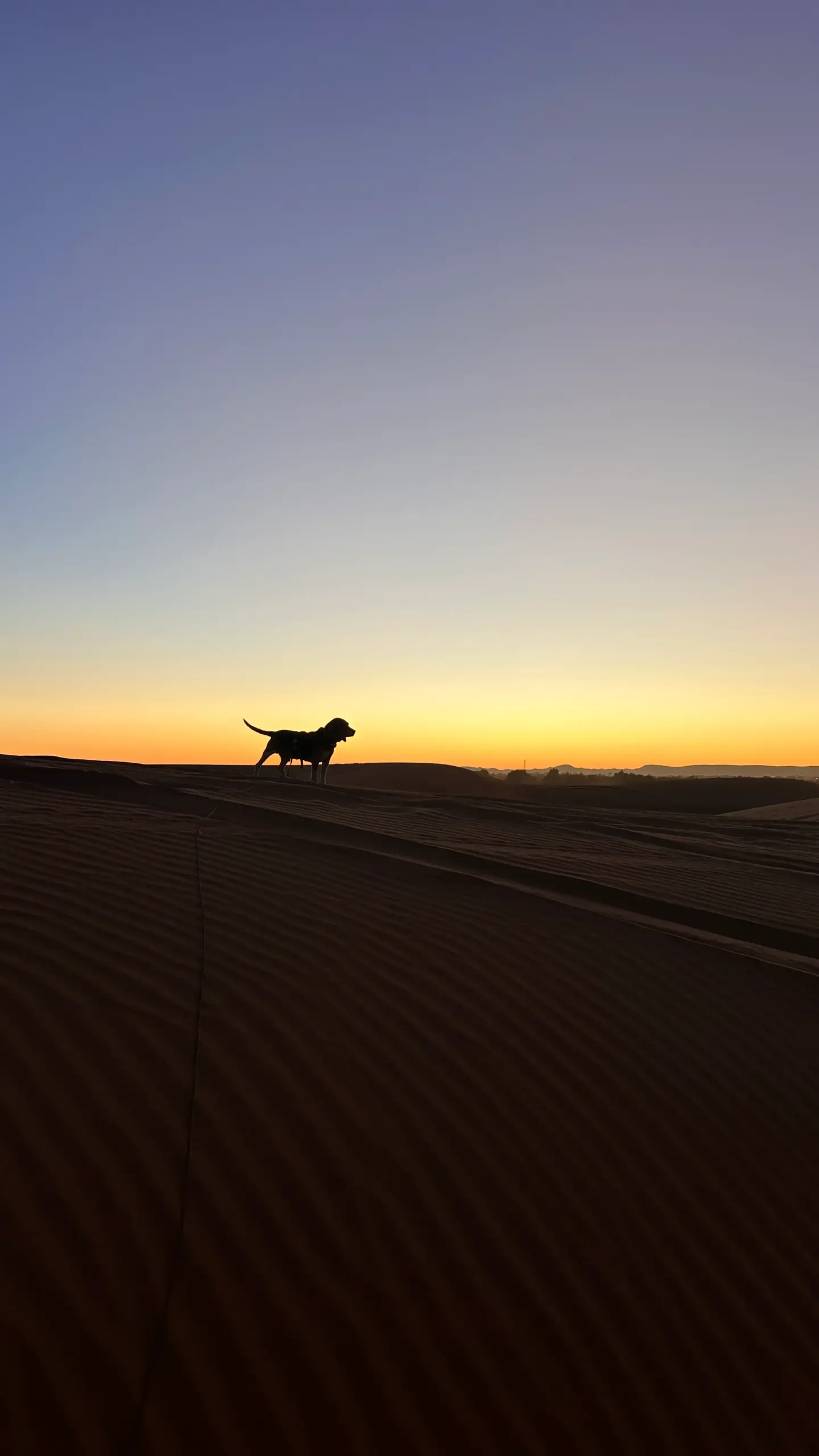Hund in Marokko auf Saharadüne