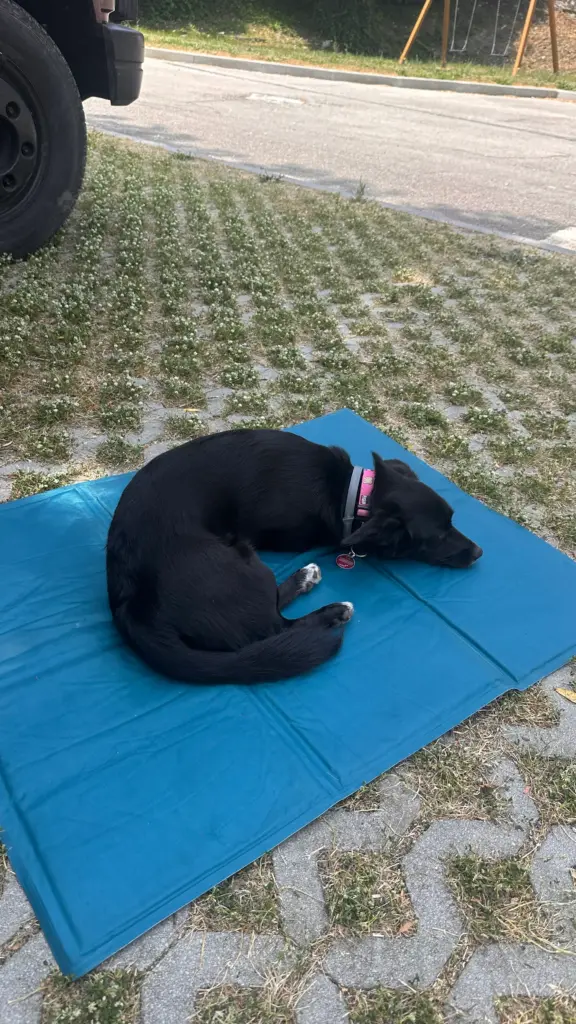 Hund auf blauer Kühlmatte