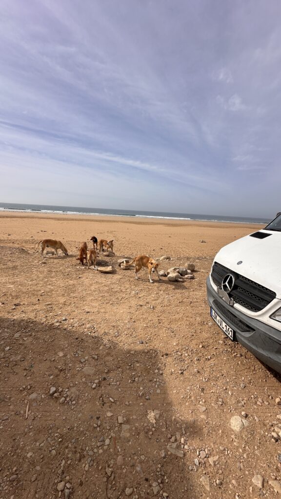 Hunde in Marokko am Strand