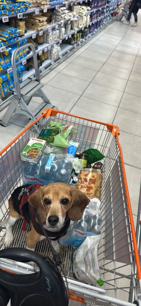 Beagle in einem Einkaufswagen in einem Supermarkt in Italien