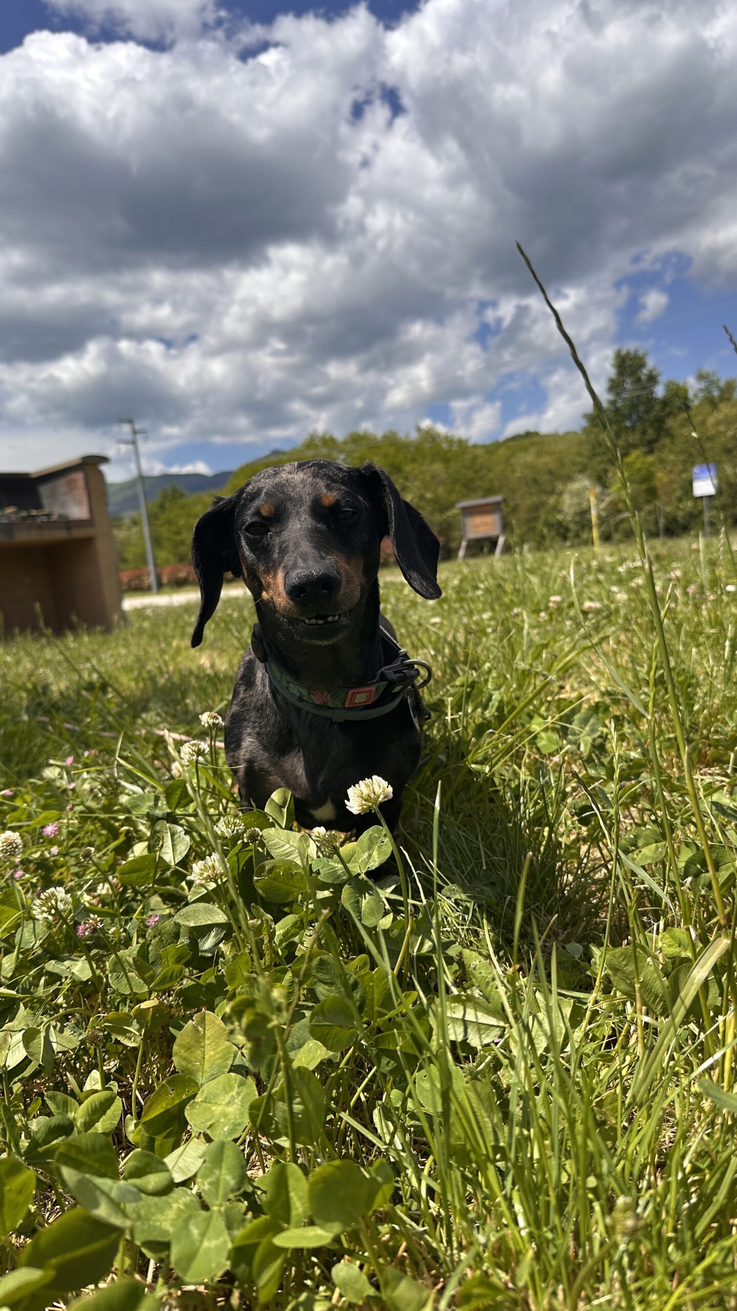 Italien mit Hund und Camper – Erfahrungen, Tipps & Hinweise