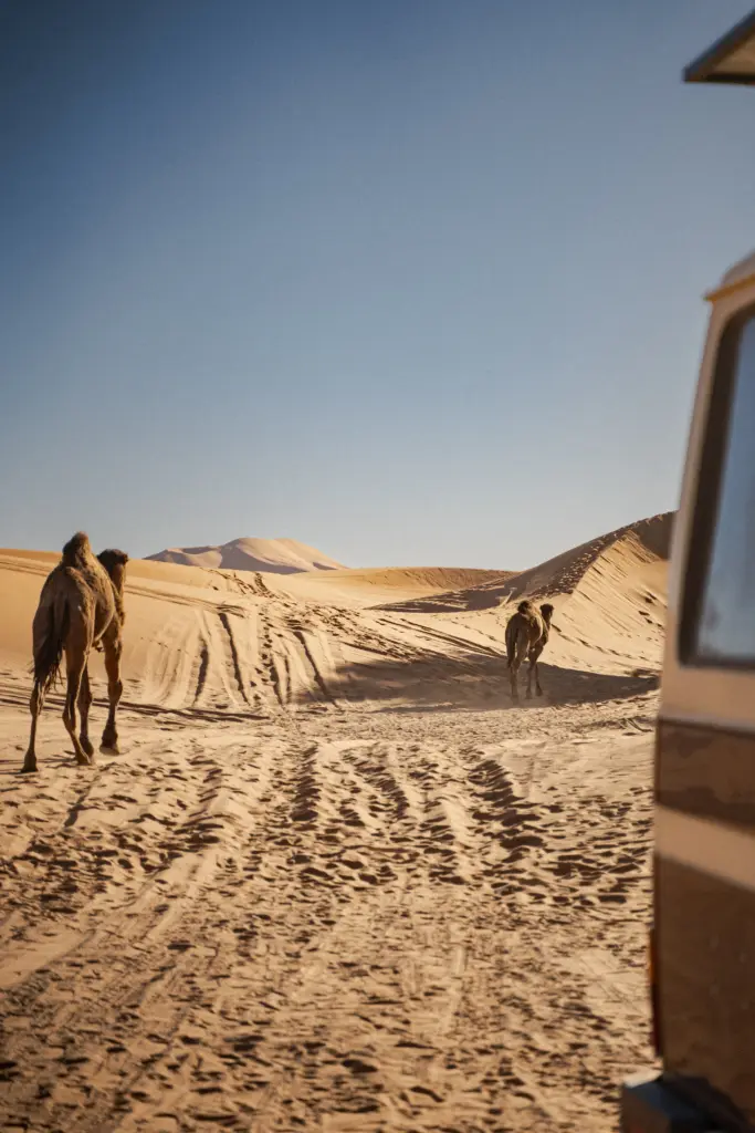 Van in der Sahara mit Kamel